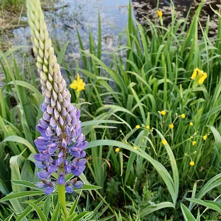 Rysia Polana Piasutno-leg Mazury Nyaraló Piasutno