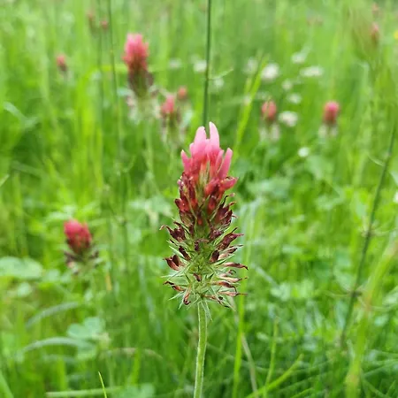Nyaraló Rysia Polana Piasutno-leg Mazury