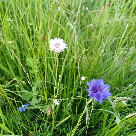 Rysia Polana Piasutno-leg Mazury Nyaraló