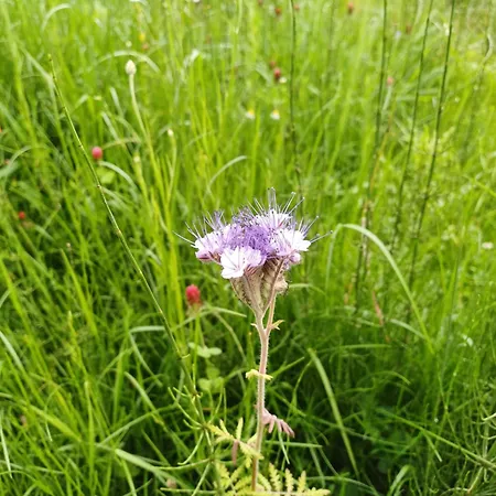 Rysia Polana Piasutno-leg Mazury Nyaraló